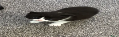 Black and white soo fluffy 