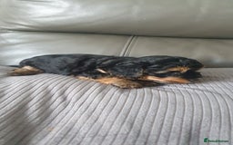 Yorkiepoo dogs for sale:  Beautiful Yorkiepoo pups - Image 2
