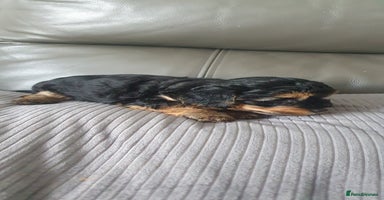 Yorkiepoo dogs - Advert 1