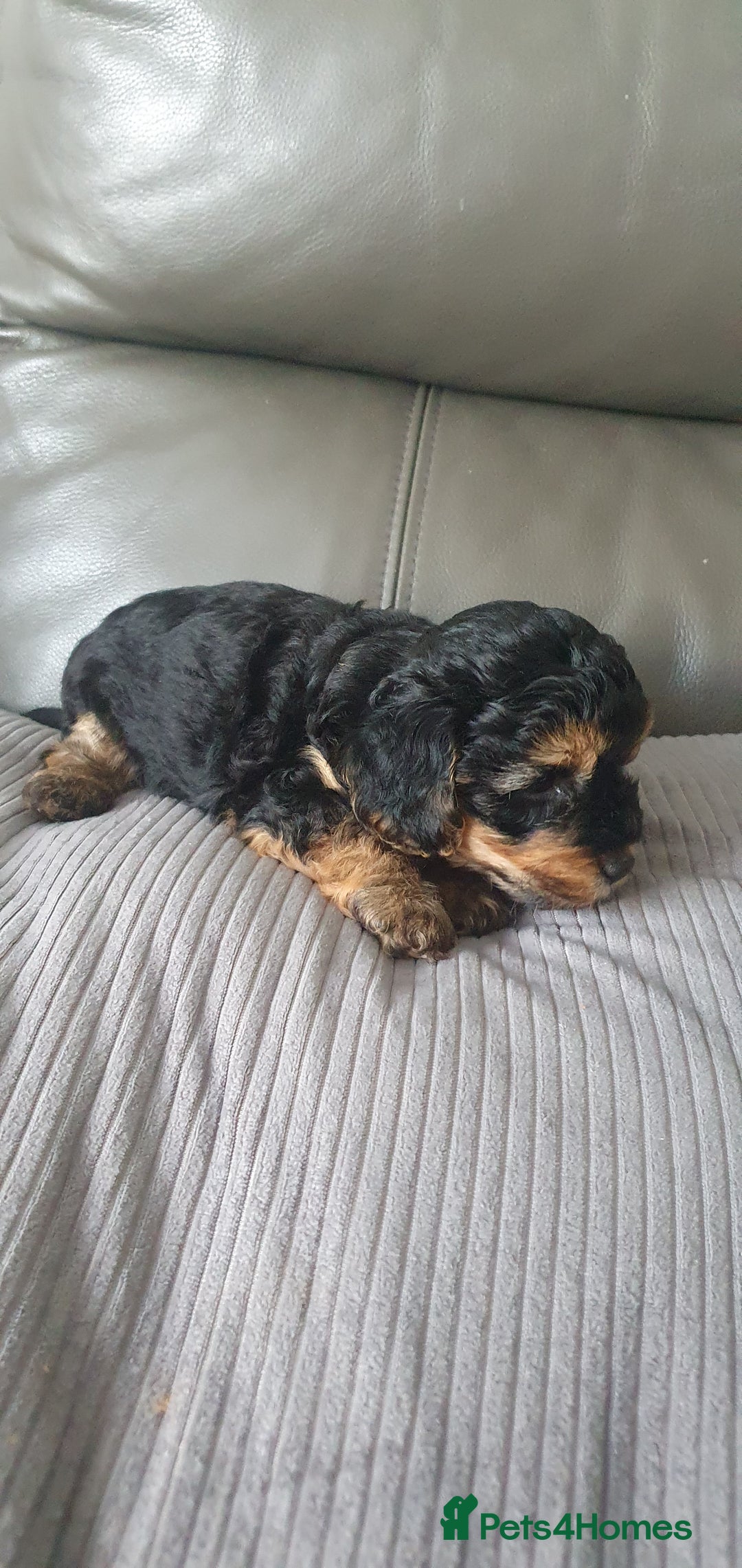 Yorkiepoo dogs for sale:  Beautiful Yorkiepoo pups - Image 2