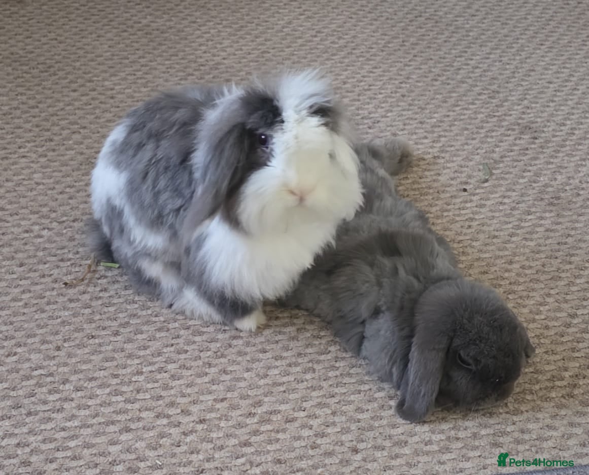 Mixed Breed rabbits Bonded Mini Lop with Teddywidder - Advert 1