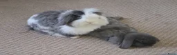 Mixed Breed rabbits for sale: Bonded Mini Lop with Teddywidder in Bedford - Advert 1
