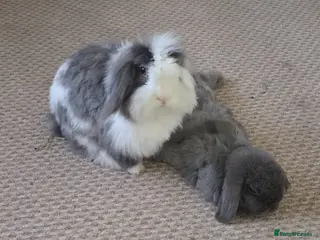 Mixed Breed rabbits Bonded Mini Lop with Teddywidder - Advert 1