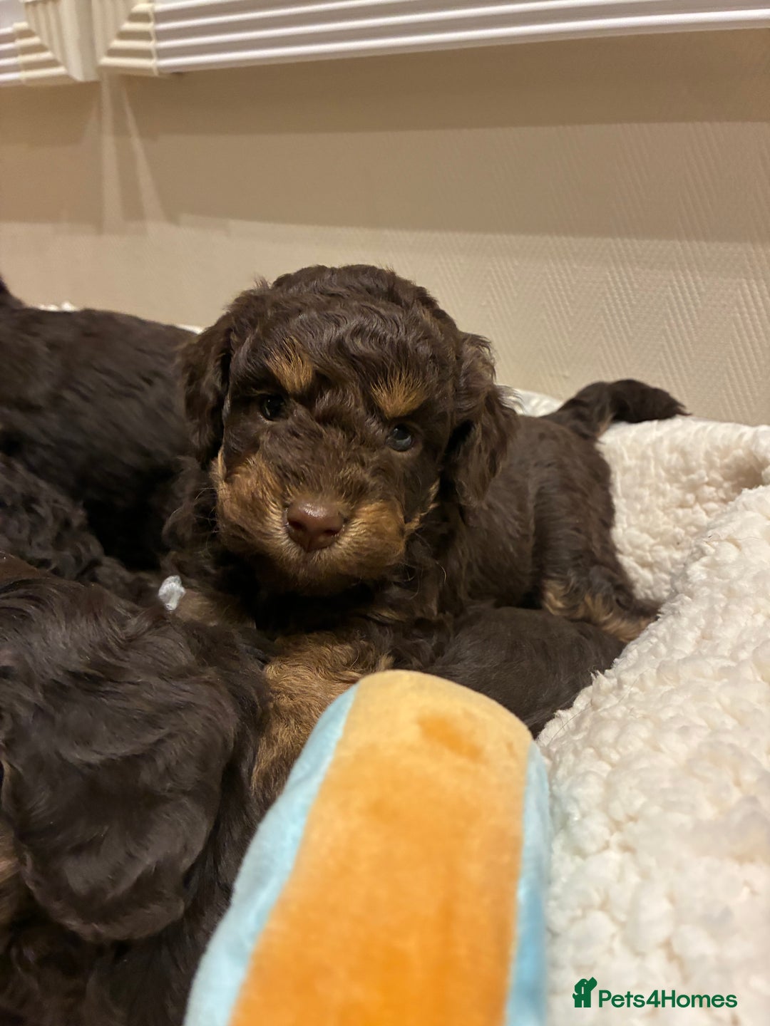 Cockapoo dogs for sale: Gorgous F1 chocolate and tan cockapoo puppies  - Image 4