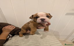 Old Tyme Bulldog dogs for sale: Kyro & Lyla Litter Old Tyme Old English Bullgdog - Image 21