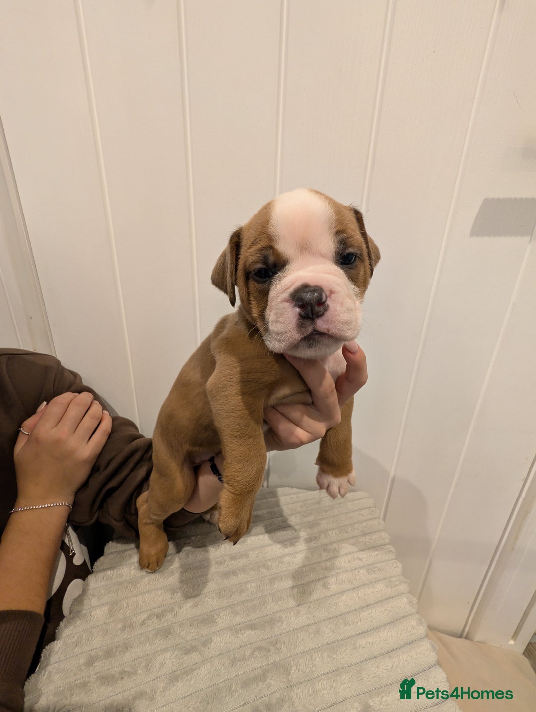 Old Tyme Bulldog dogs for sale: Kyro & Lyla Litter Old Tyme Old English Bullgdog - Image 21