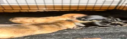 Dachshund dogs for sale: Dachshund puppies - Advert 10