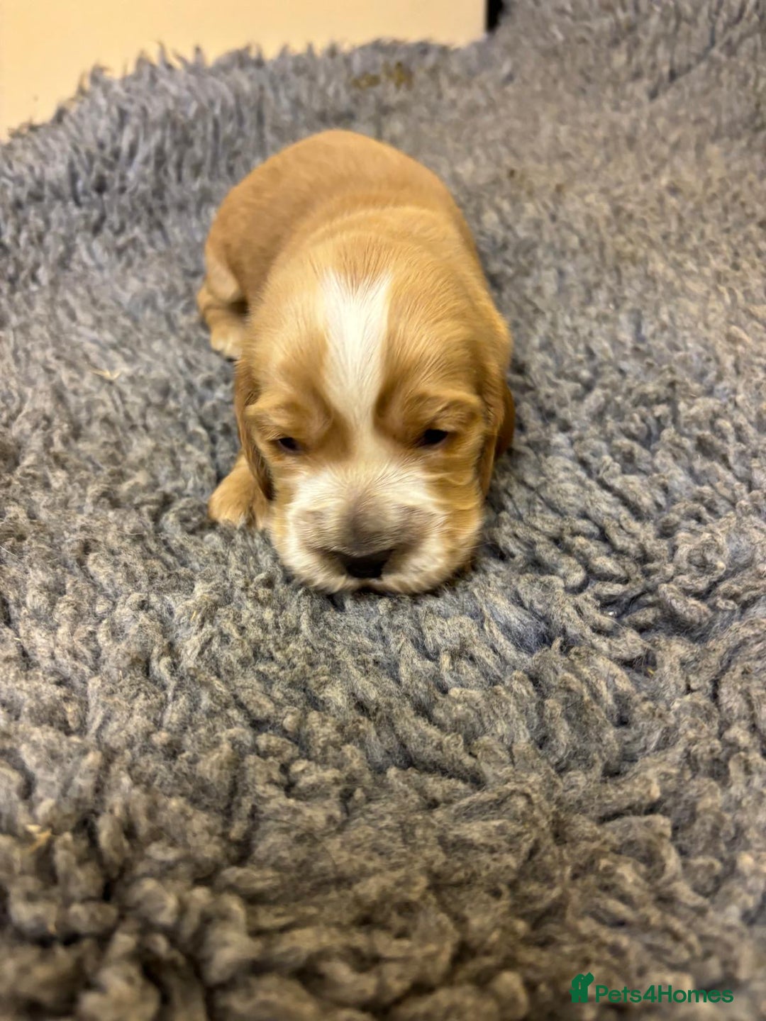 Cocker Spaniel dogs for sale: Stunning KC Cocker spaniels  - Advert 6