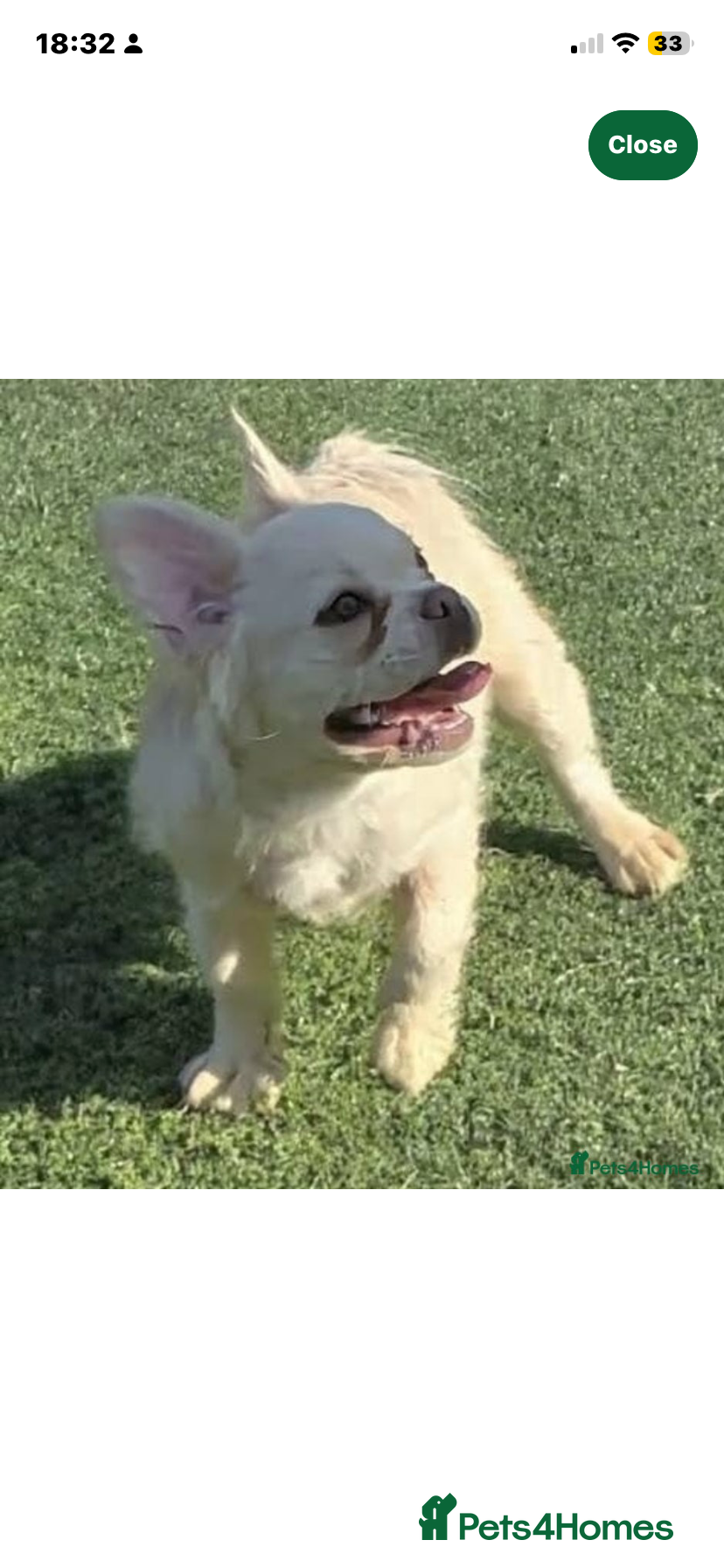 French Bulldog dogs Male fluffy frenchie still need rehoming asap - Advert 17