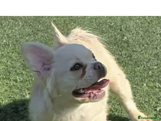 French Bulldog dogs Male fluffy frenchie still need rehoming asap - Advert 1