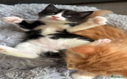Mixed Breed cats for sale: Ginger,Tortoiseshell, Tuxedo Kittens Sale London  - Advert 21