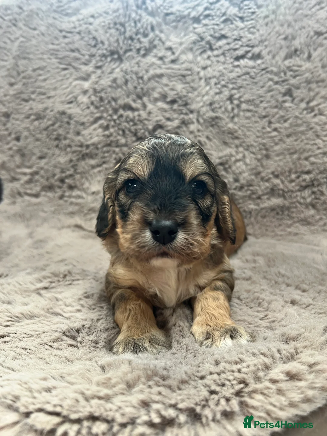 Cockapoo dogs for sale: Miniature F1 cockapoo puppies  in Stratford-upon-Avon - Advert 2