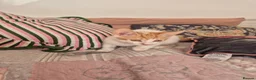 Mixed Breed cats for sale: KITTENS READY TO LEAVE in Oldbury - Advert 12