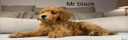 Maltipoo dogs for sale: GORGEOUS MALTIPOOS. BOYS ONLY - Advert 17