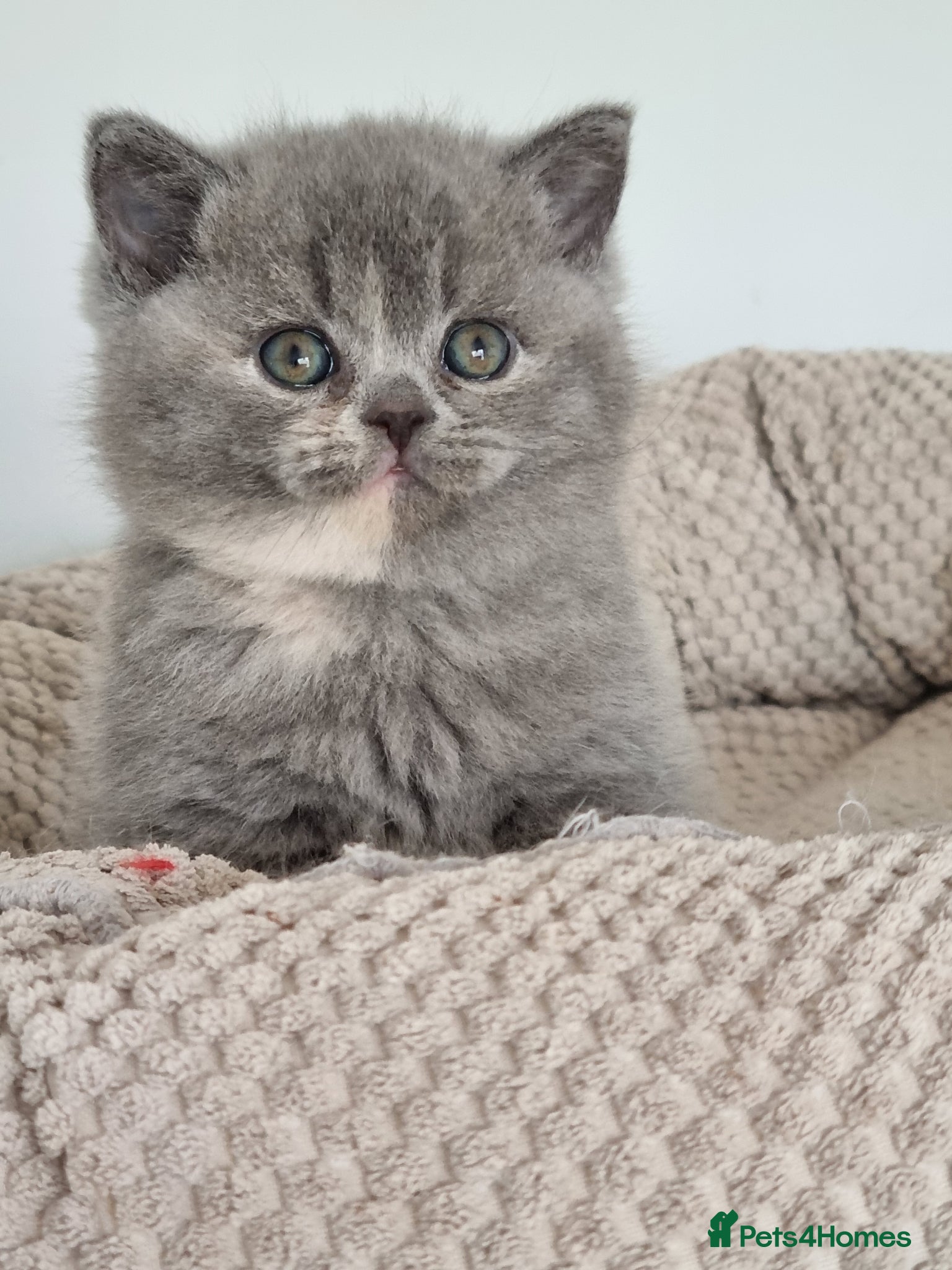 British Shorthair cats Adorable British Shorthair girl  - Advert 1