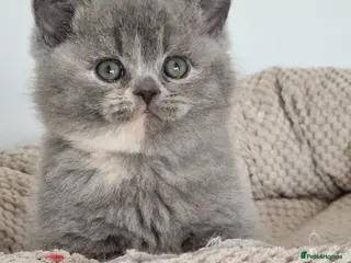 British Shorthair cats Adorable British Shorthair girl - Advert 16
