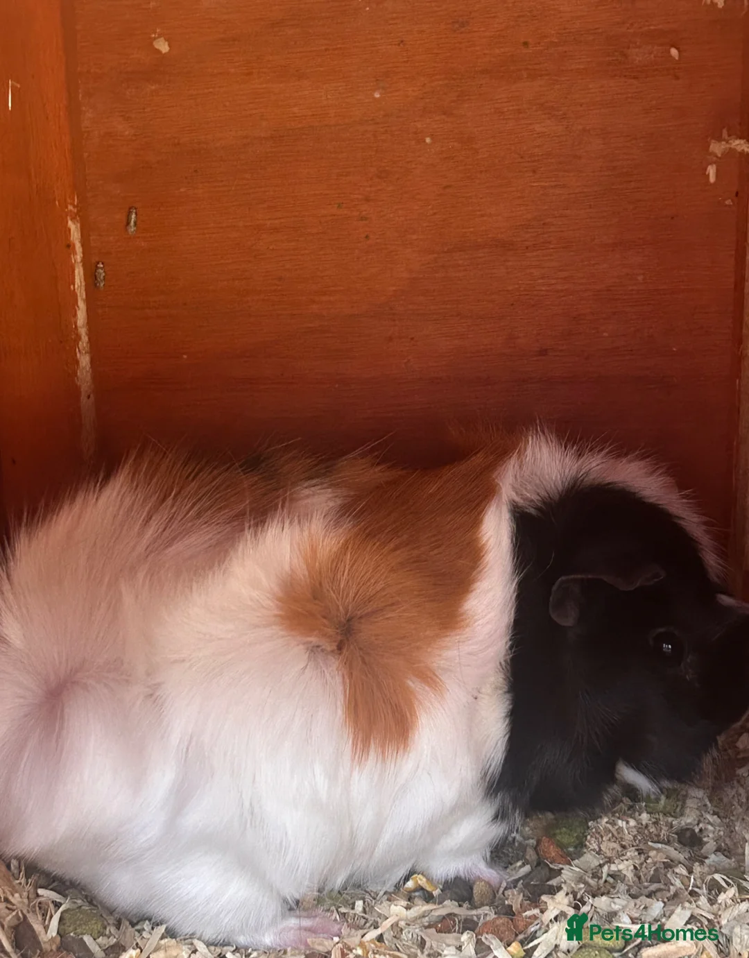 Guinea Pig rodents for sale: 2 female guinea pigs free to good home - Advert 2