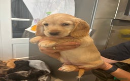 Cocker Spaniel dogs for sale: Cute show type very rare colours dna health tested - Image 17