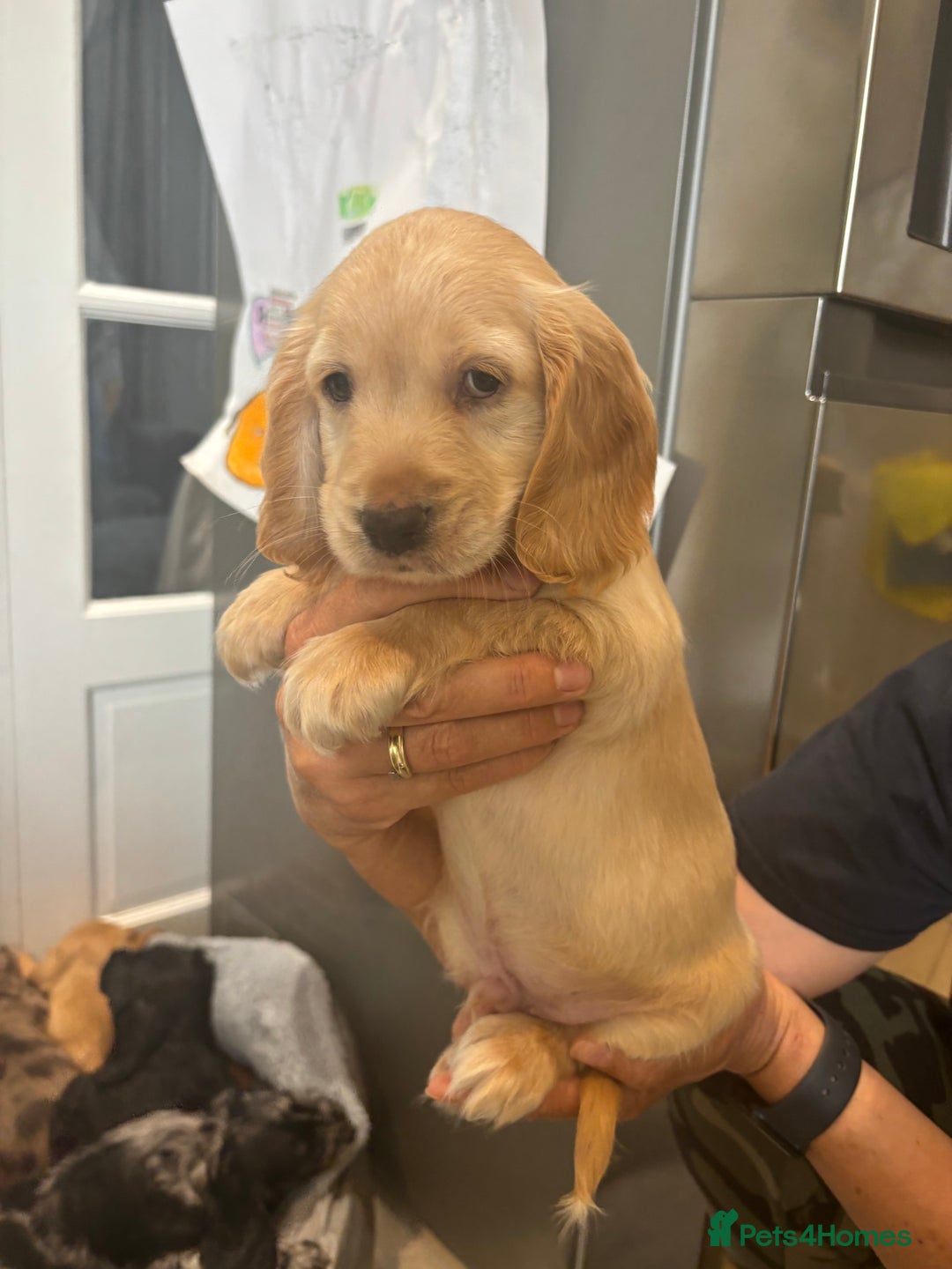 Cocker Spaniel dogs for sale: Cute show type very rare colours dna health tested - Image 17