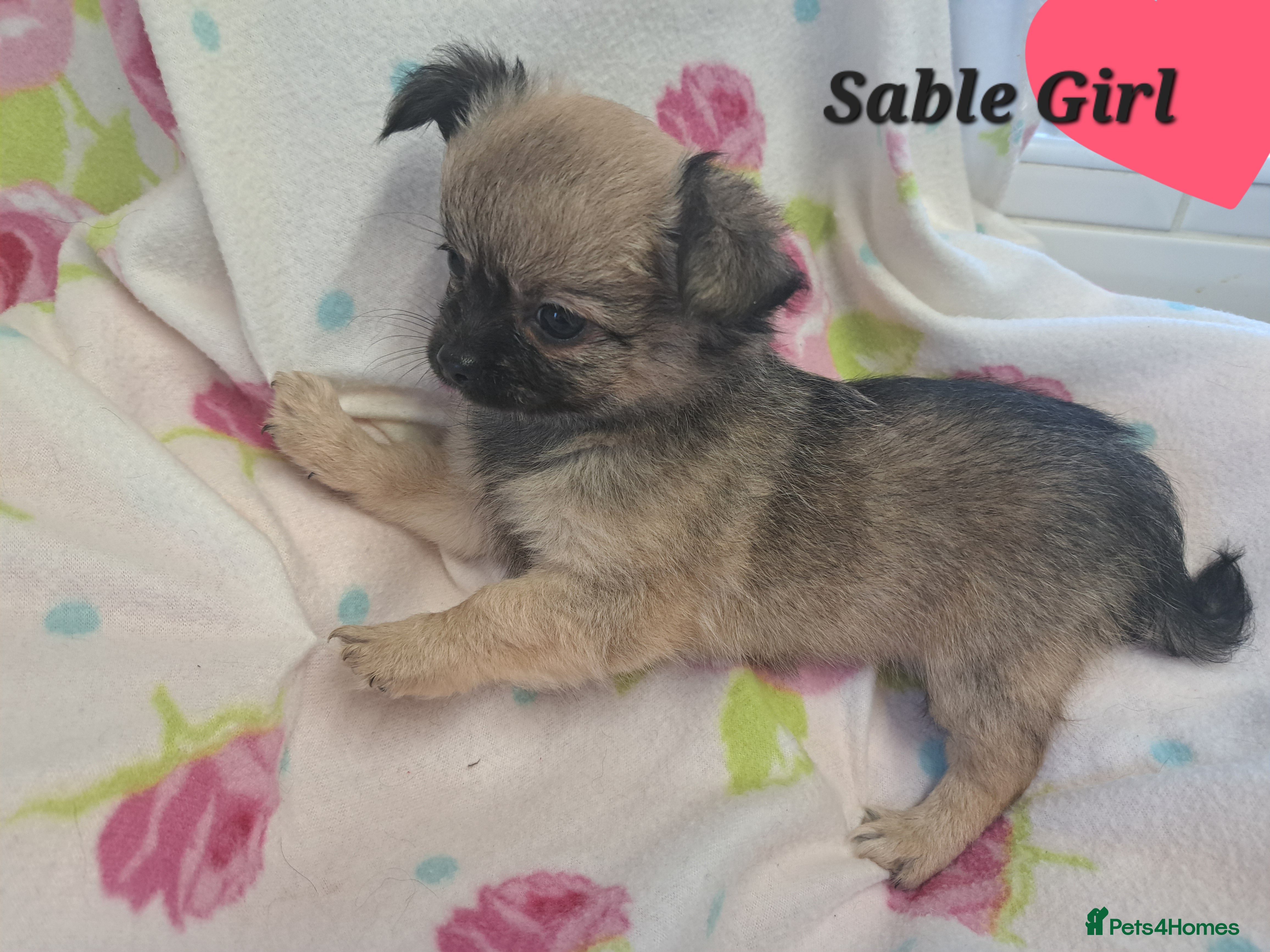 Chihuahua dogs Ready now 2 girls 1 boy long coat chihuahua pups - Advert 9