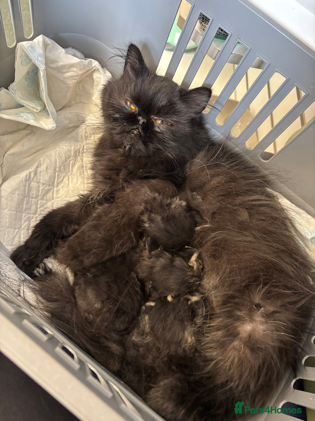Persian cats for sale: Silver black tabby Persian mix kittens  - Image 19
