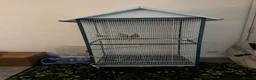 Cockatiels birds for sale: Cockatiels  in Basingstoke - Advert 3