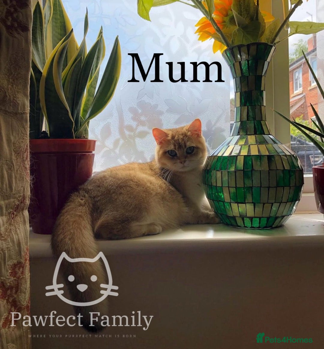 British Shorthair cats for sale: Superb pedigree show quality kittens - Image 23