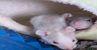 Rat rodents - Advert 15