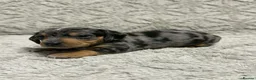 Miniature Dachshund dogs for stud: KC Reg Black and Tan Miniature Dachshund Stud - Advert 26