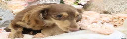 Miniature Dachshund dogs for sale: KC Longhair Miniature Dachshund Puppies in Wisbech - Advert 35