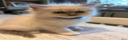 Ragdoll cats for sale: Beautiful litter of Ragdoll kittens - Advert 35