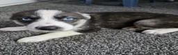 Huskita dogs for sale: huskita/siberian husky puppies - Advert 15