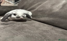 Mini Lop rabbits for sale: Gorgeous Bucks available  - Image 2