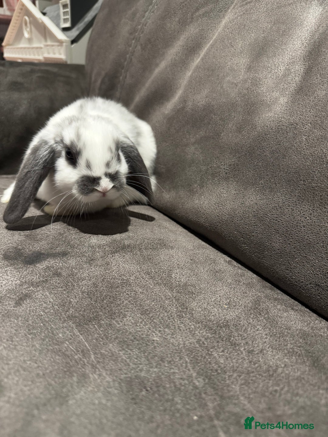 Mini Lop rabbits for sale: Gorgeous Bucks available  - Image 2