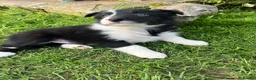 Border Collie dogs for sale: Border collie puppy’s  - Advert 6