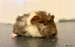 Guinea Pig rodents for sale: Boys and girls  - Image 9