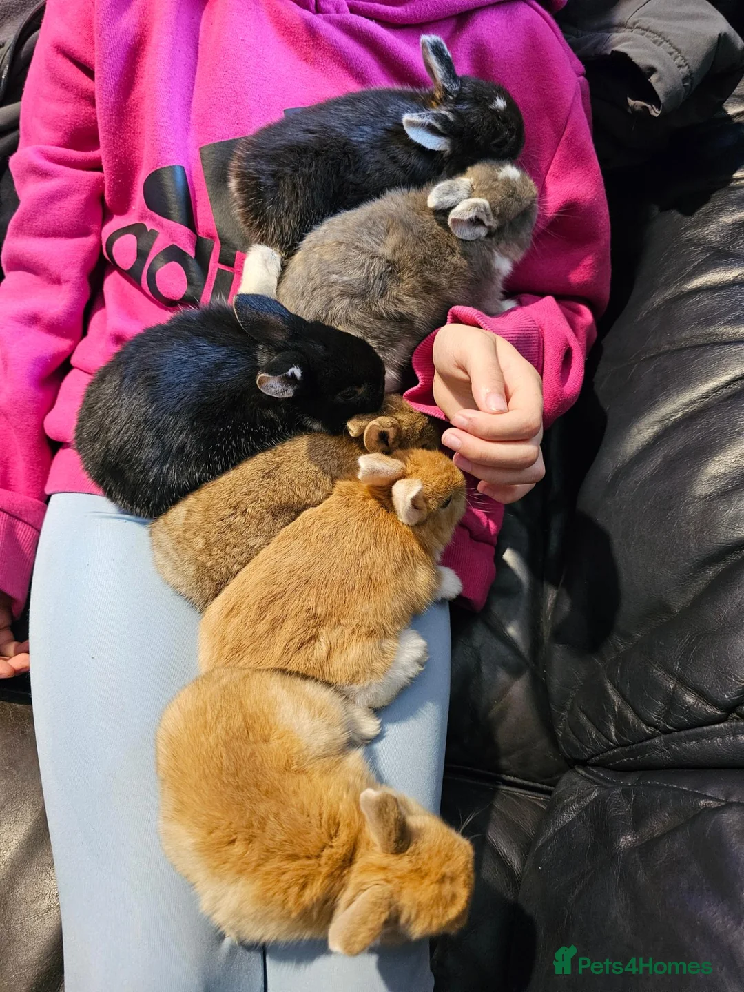 Mini Lop rabbits for sale: **1 Rabbit ready 6 in 6 weeks** - Advert 2