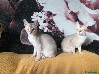 Singapura cats Stunning Singapura kittens - Advert 13