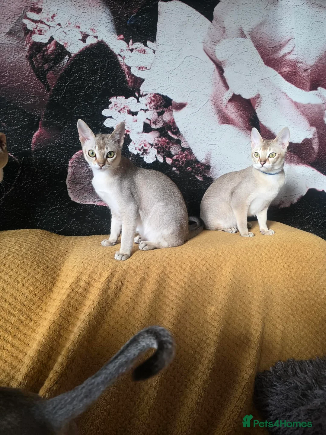 Singapura cats for sale: Stunning Singapura kittens  - Advert 3