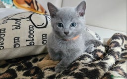 Russian Blue cats for sale: TICA Registered Kittens for Sale 2 Boys & 2 Girls - Image 1