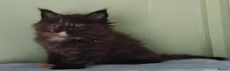 Maine Coon cats for sale: GCCF REGISTERED MAINE COON KITTENS FOR SALE  - Advert 17