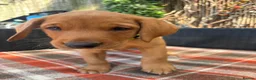 Labrador Retriever dogs for sale: Fox red Labrador  - Advert 5