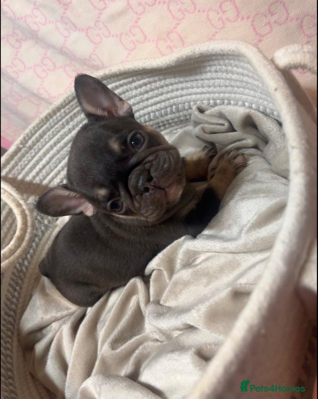 French Bulldog dogs for sale: 🩷5 French bulldog pups for sale🩷 - Advert 13