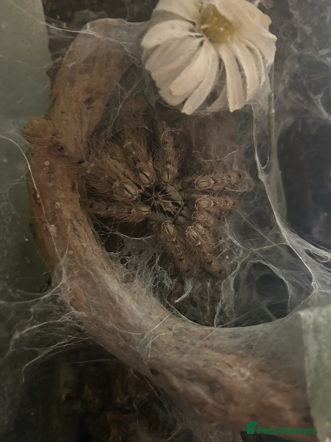 Mixed Breed invertebrates for sale: Rehoming & Rescue (NOT FOR SALE) - Advert 8