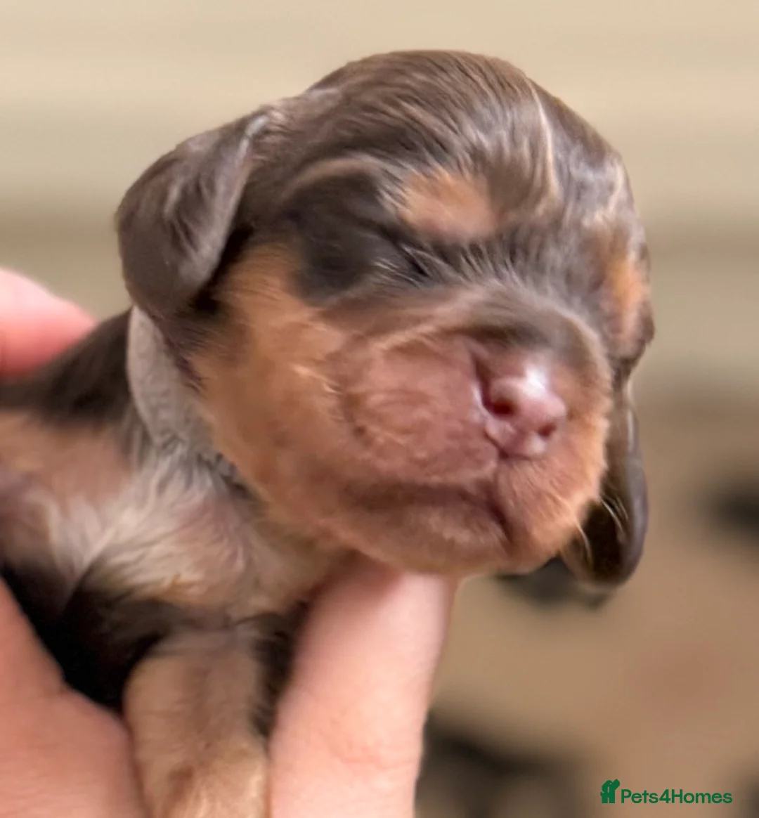 Cocker Spaniel dogs for sale: Stunning Show-Type Cocker Spaniel Puppies - Advert 2