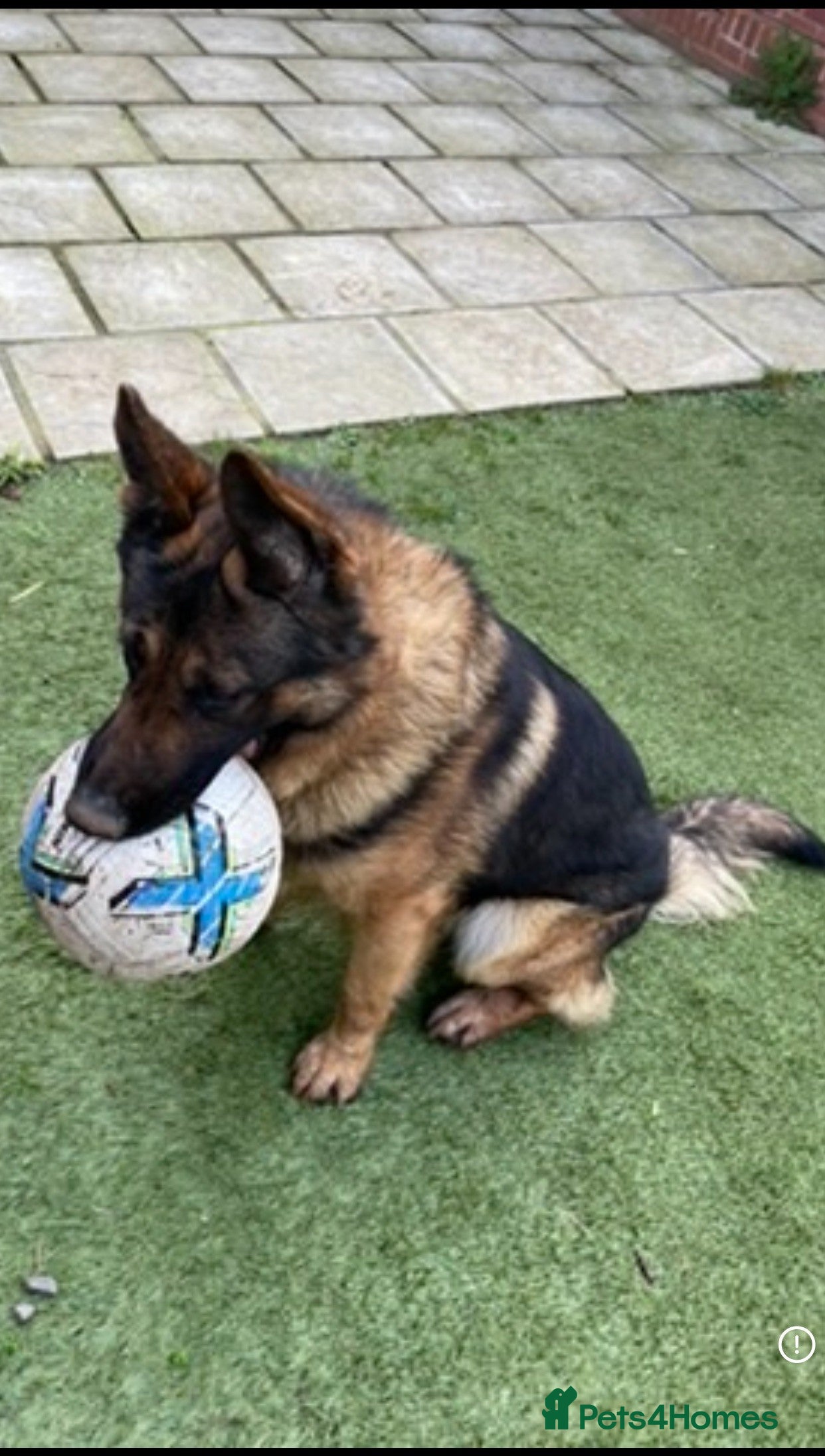 German Shepherd dogs Champ - Advert 1