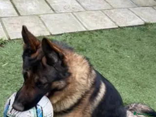 German Shepherd dogs Champ - Advert 4