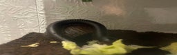 Millipedes invertebrates for sale: Various millipedes for sale from £12  - Advert 1