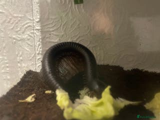 Millipedes invertebrates Various millipedes for sale from £12 - Advert 2