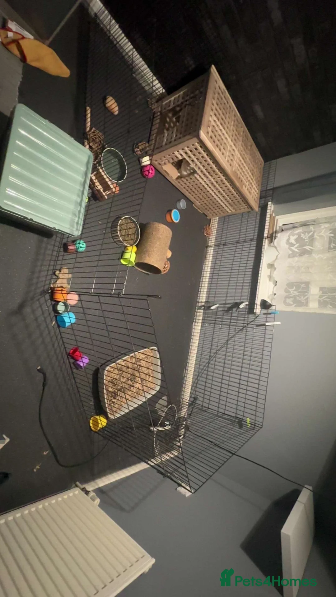 Mixed Breed rabbits for sale: 2 bonded rabbits - Advert 9